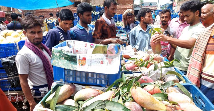 কানসাট বাজারে থাইল্যান্ডের ‘চিয়াংমাই’ আম, কেজি ১৭৫ টাকা
