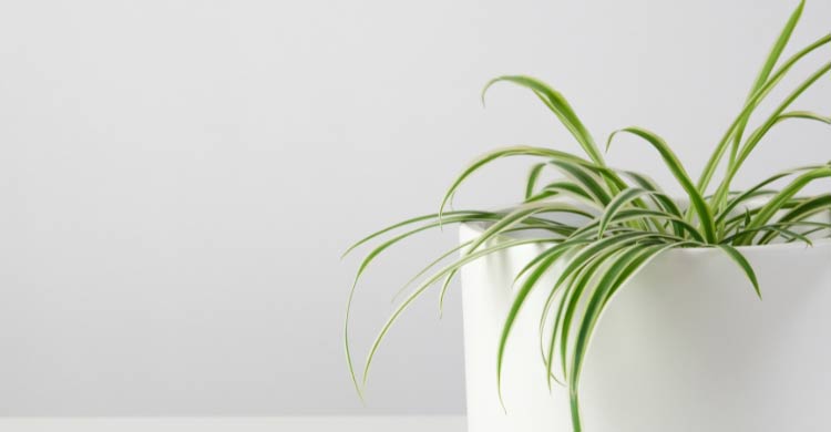 স্পাইডার প্ল্যান্টের সহজ যত্ন