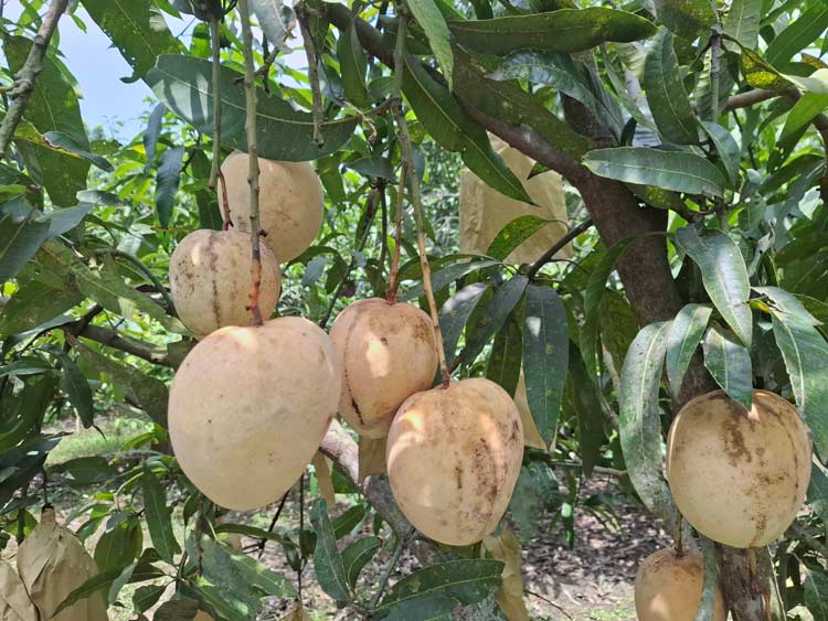চাকরি না পেয়ে আম চাষের শুরু, আজ সফল উদ্যোক্তা সজিব