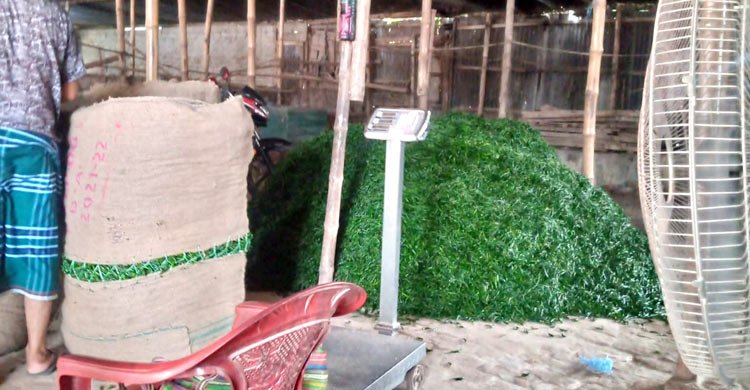 মধুখালী মরিচ বাজারে কাঁচামরিচের মণ ১১ হাজার টাকা