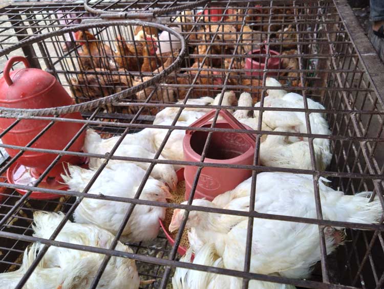 রংপুরে কাঁচা মরিচের ঝাল বেড়েছে