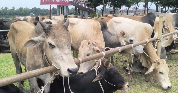 জেলা প্রশাসনের জিম্মায় নেওয়া ৯০ গরুর হদিস নেই