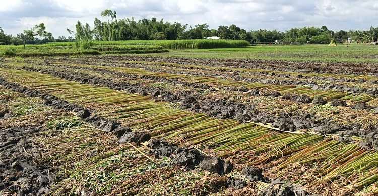 পানি সংকটে সোনালি আঁশ এখন কৃষকের গলার ফাঁস