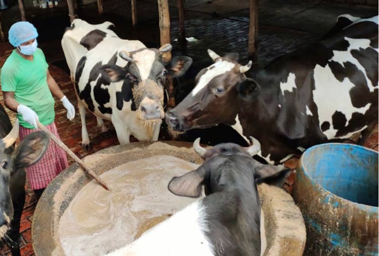 বড় হচ্ছে বাজার, সিরাজগঞ্জে দিনে বিক্রি হয় দেড় কোটি টাকার দুধ