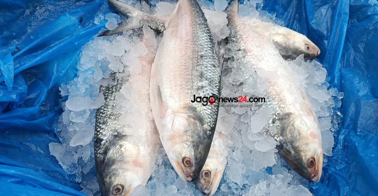 সরবরাহ কম, মৌসুমেও চড়া দাম ইলিশের