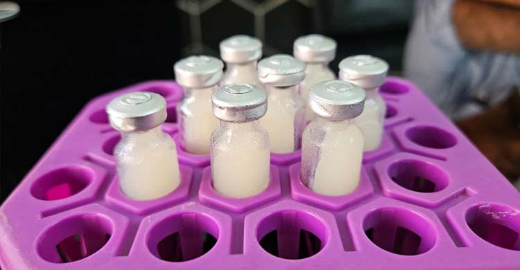 মুরগির রানীক্ষেত রোগ প্রতিরোধী ভ্যাকসিন উদ্ভাবন করলেন রাবি শিক্ষক