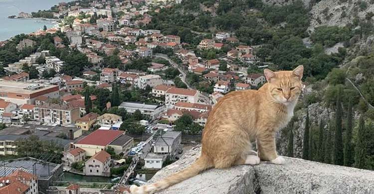 যে শহর বিড়ালপ্রেমীদের জন্য স্বর্গরাজ্য