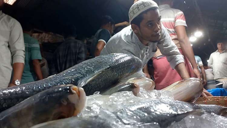 একদিনে মাছঘাটে এসেছে ৮০০ মণ ইলিশ
