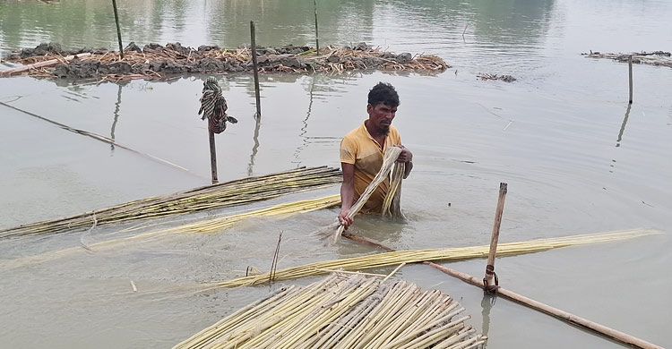টাঙ্গাইলে পাট চাষে কৃষকের মুখে হাসি