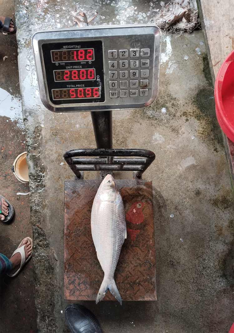 এক ইলিশের দাম ৬ হাজার টাকা