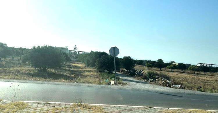 অলিভের দেশের এক তপ্ত দিন