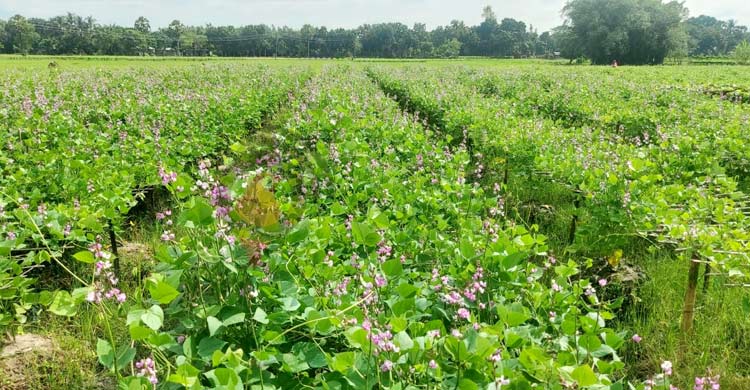 শিমের রাজ্যে ভাইরাসের হানা, দিশেহারা কৃষক