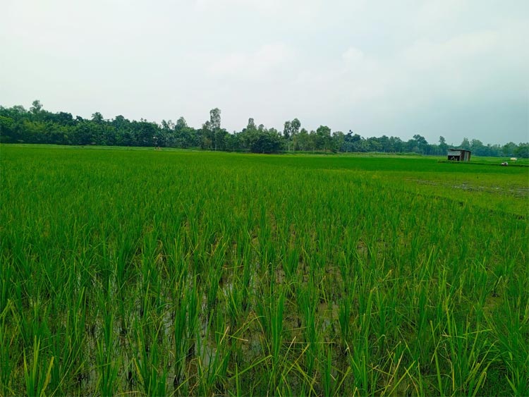 কুড়িগ্রামে সার সংকটে দিশেহারা আমনচাষিরা