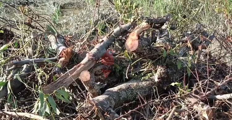 উজাড় বনের গাছ, হুমকিতে কুয়াকাটা উপকূল