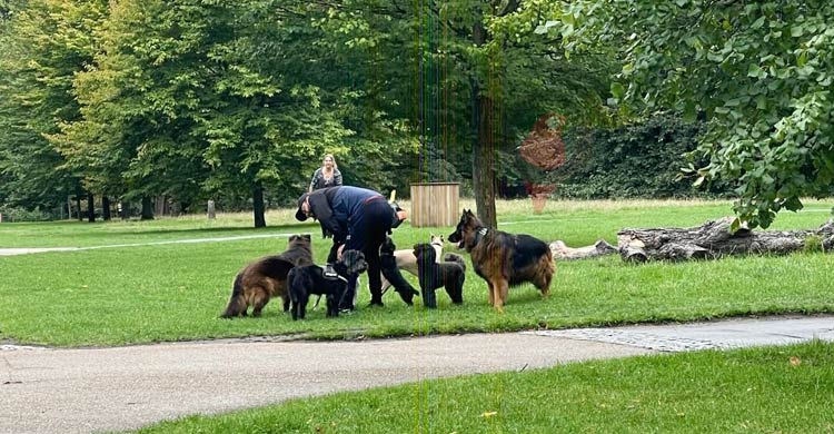 লন্ডনের হাইড পার্কে কুকুরের চোখে যেন নিখাদ সুখ