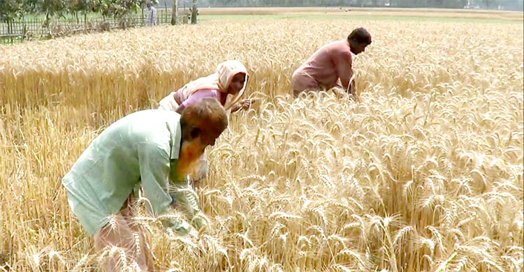 বিশ্ববাজারে গমের দাম নিম্নমুখী, দেশে বাড়ছে আটার দাম