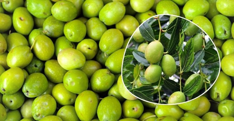 জলপাই খাওয়ার ৫ উপকার