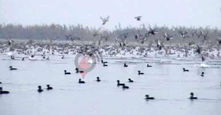 ১০ বছরে হাওরে পরিযায়ী পাখি কমেছে ৮৫ শতাংশ