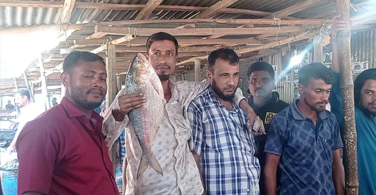 আড়াই কেজির এক ইলিশ ৯২০০ টাকায় বিক্রি
