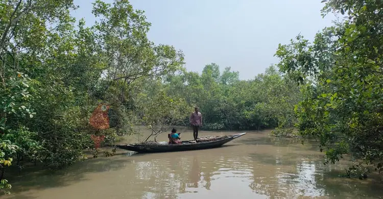 পর্যটন মৌসুমে নির্জন সুন্দরবন, সাতক্ষীরা রেঞ্জে শুধুই হতাশা