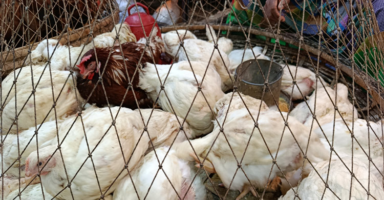 চালের দাম নিম্নমুখী, ৪০ টাকা বেড়েছে পেঁয়াজে