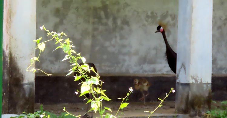 গাজীপুরের সাফারি পার্কে ছানার জন্ম দিলো উগান্ডার জাতীয় পাখি