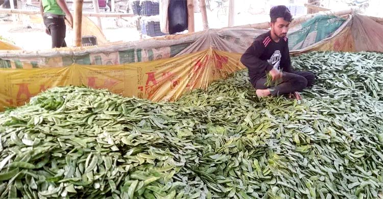 সপ্তাহের ব্যবধানে ৭০ টাকা পর্যন্ত বেড়েছে শিমের দাম