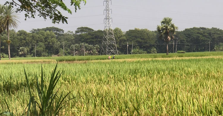 মাদারীপুরে কৃষি উপ-সহকারী কর্মকর্তা সংকট