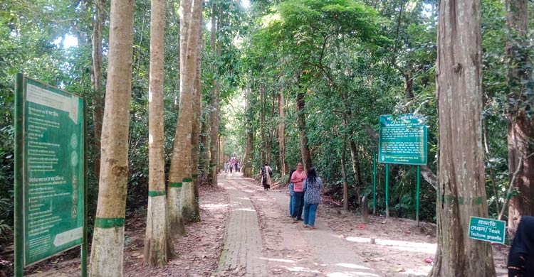 লাউয়াছড়া জাতীয় উদ্যানে প্রাণীদের অবাধ বিচরণ কমে গেছে, কারণ কী?