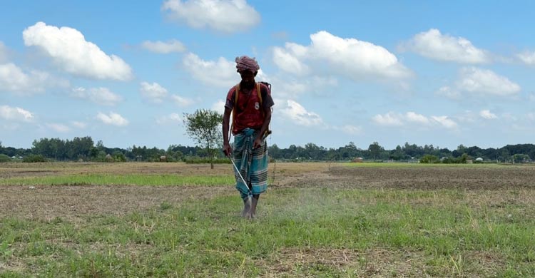 বেসরকারি বীজে নির্ভরশীল পাবনার কৃষি