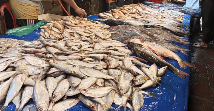 খুলনার বাজারে কমেছে মাছের দাম, বাড়তি সবজির