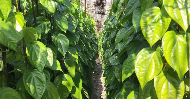 আয়-ব্যয়ের হিসাব মেলাতে নাজেহাল পান চাষিরা