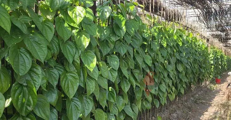 আয়-ব্যয়ের হিসাব মেলাতে নাজেহাল পান চাষিরা