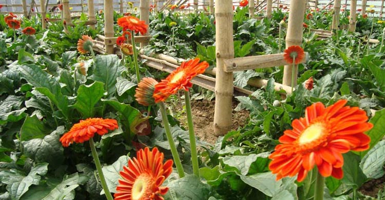 ৫ দিবস টার্গেট, শতকোটি টাকার ফুল বিক্রির আশা