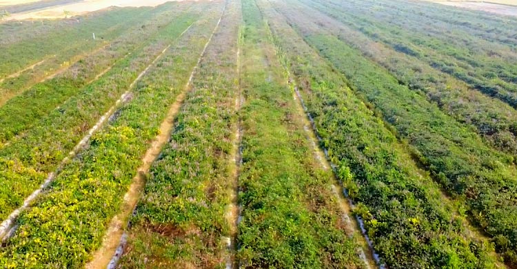 বরগুনার ‘সবজি গ্রামে’ ভাইরাসের আক্রমণ