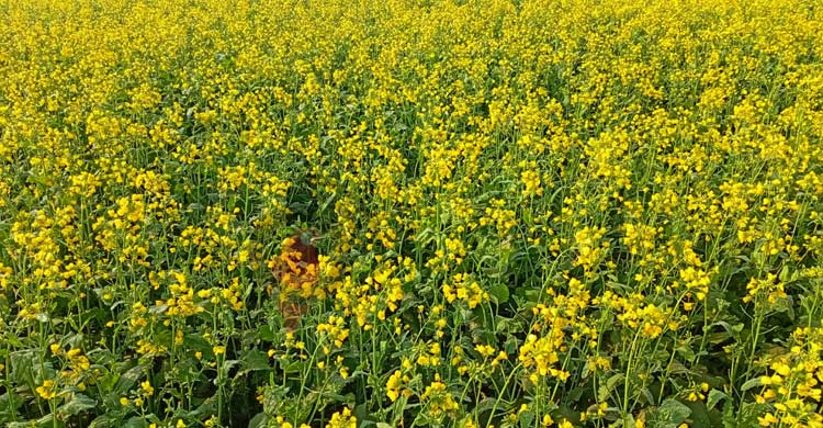 সরিষায় নতুন স্বপ্ন দেখছেন পাবনার কৃষকেরা