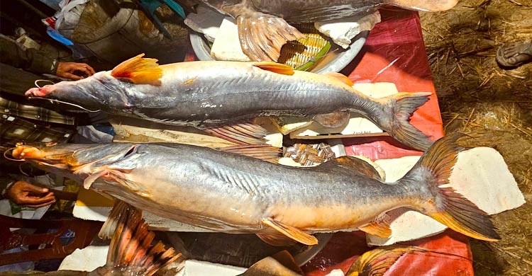 মৌলভীবাজারে শতবর্ষী মাছের মেলা