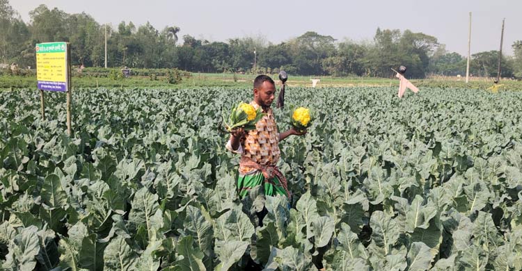 চাহিদা থাকায় ভৈরবে বাড়ছে রঙিন ফুলকপি ও ব্রকলি চাষ