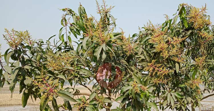 আগাম মুকুলে ছেয়ে গেছে আমবাগান, কুয়াশা নিয়ে দুশ্চিন্তায় চাষিরা