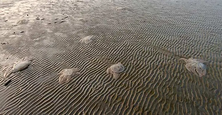 সাগরে ভেসে আসছে হাজার মৃত জেলিফিশ, মাছ ধরা বন্ধ