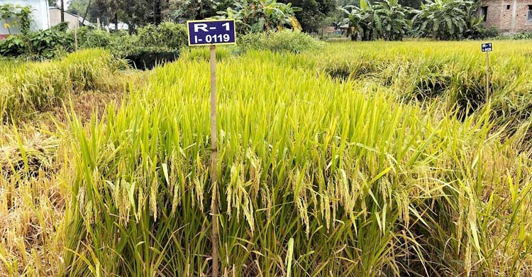 দেশের শস্য ভাণ্ডারে যুক্ত হলো ব্রি&rsquo;র নতুন ৬ জাতের ধান