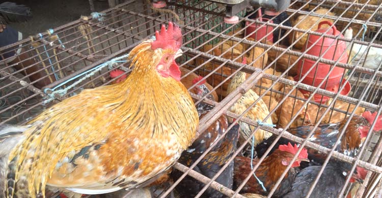 রংপুরে ১০০ টাকা ছাড়ালো কাঁচামরিচের দাম