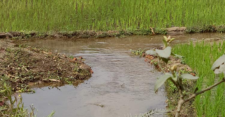 জিয়াউর রহমানের খনন করা পাথেরাজ নদী আজ যেন মরা খাল