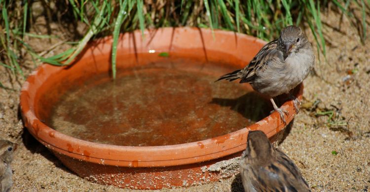 আশেপাশের বন্যপ্রাণি রক্ষায় আপনার করণীয় কী