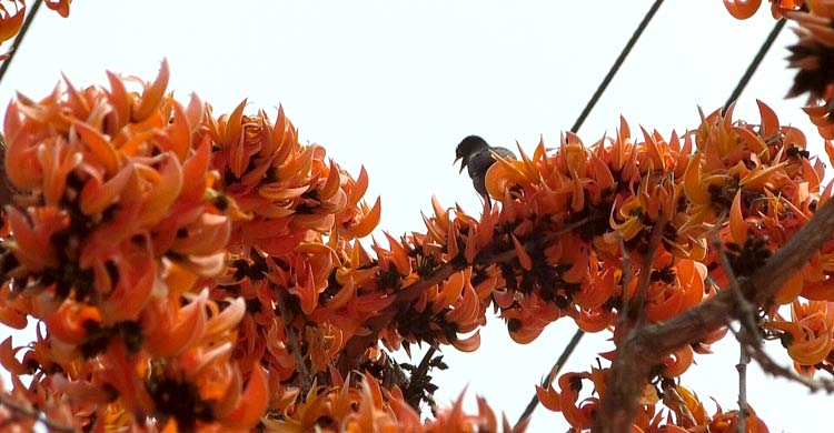 পলাশের রক্তিম আভায় রঙিন বরিশাল বিশ্ববিদ্যালয় ক্যাম্পাস