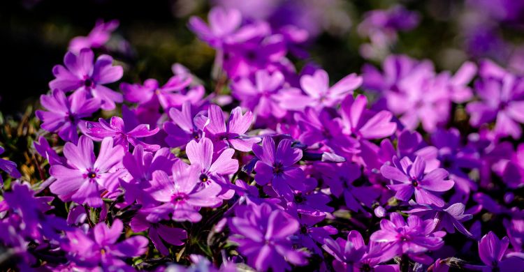 নারী দিবসের থিম রঙ বেগুনি কেন