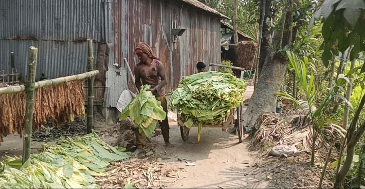 ক্ষতি জেনেও তামাক চাষে ঝুকছেন চাষিরা