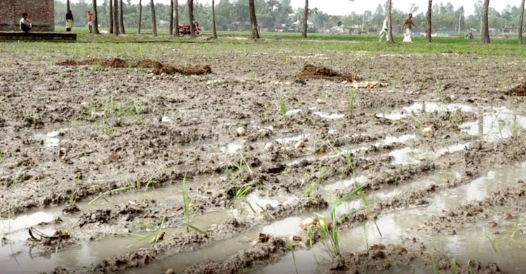 মন্দা দামের মাঝে বৃষ্টি আঘাত, দিশাহারা আলুচাষিরা