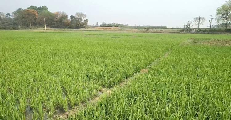 সেচ সংকটে পুড়ছে বোরো ক্ষেত, ডিজেল না পেয়ে দিশাহারা কৃষক