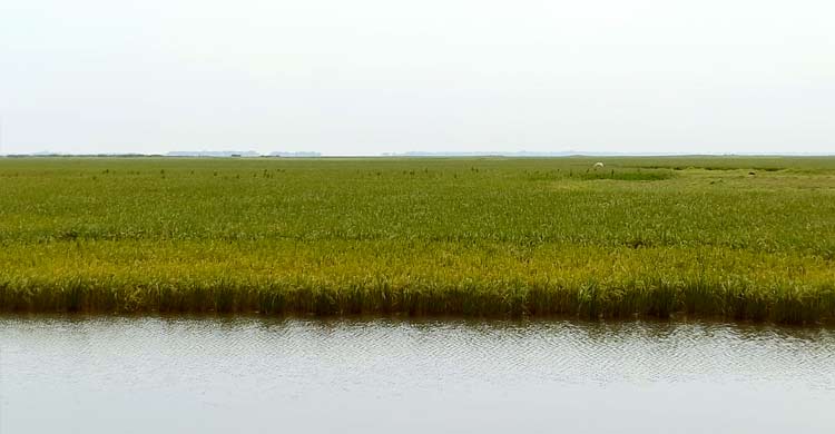 আগাম বন্যার ঝুঁকি, হাওরে বোরো নিয়ে শঙ্কা